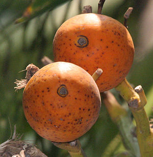 Supari Palm or Betelnut Areca catechu. Kolkata...