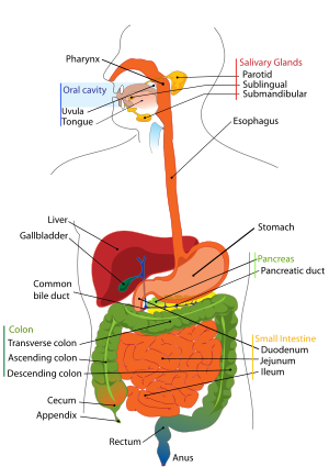 The gastrointestinal tract, also called the di...