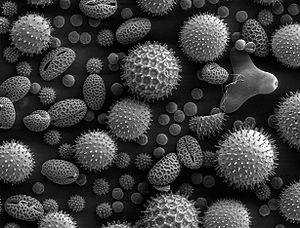 Pollen from a variety of common plants: sunflo...