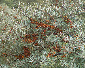English: Sea-buckthorn foliage & berries